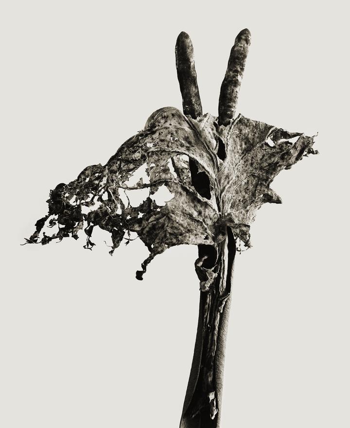 Dendrita victoriosa. Serie Herbarium [Dendrita victoriosa. Herbarium Series]