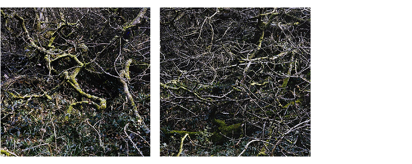 Willie Doherty: Beneath the Surface I (1999) | Beneath the Surface II (1999)