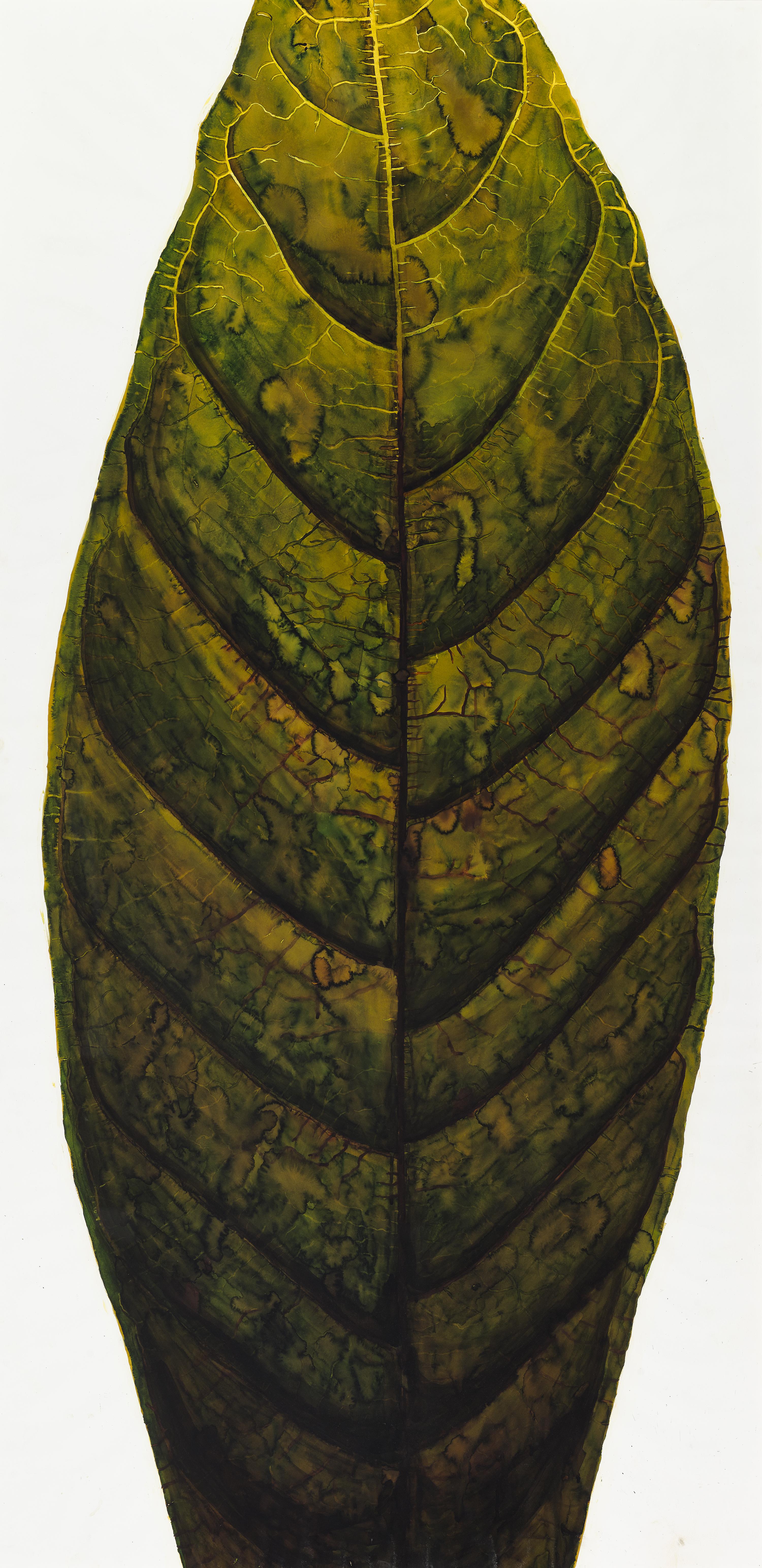 Theobroma cacao