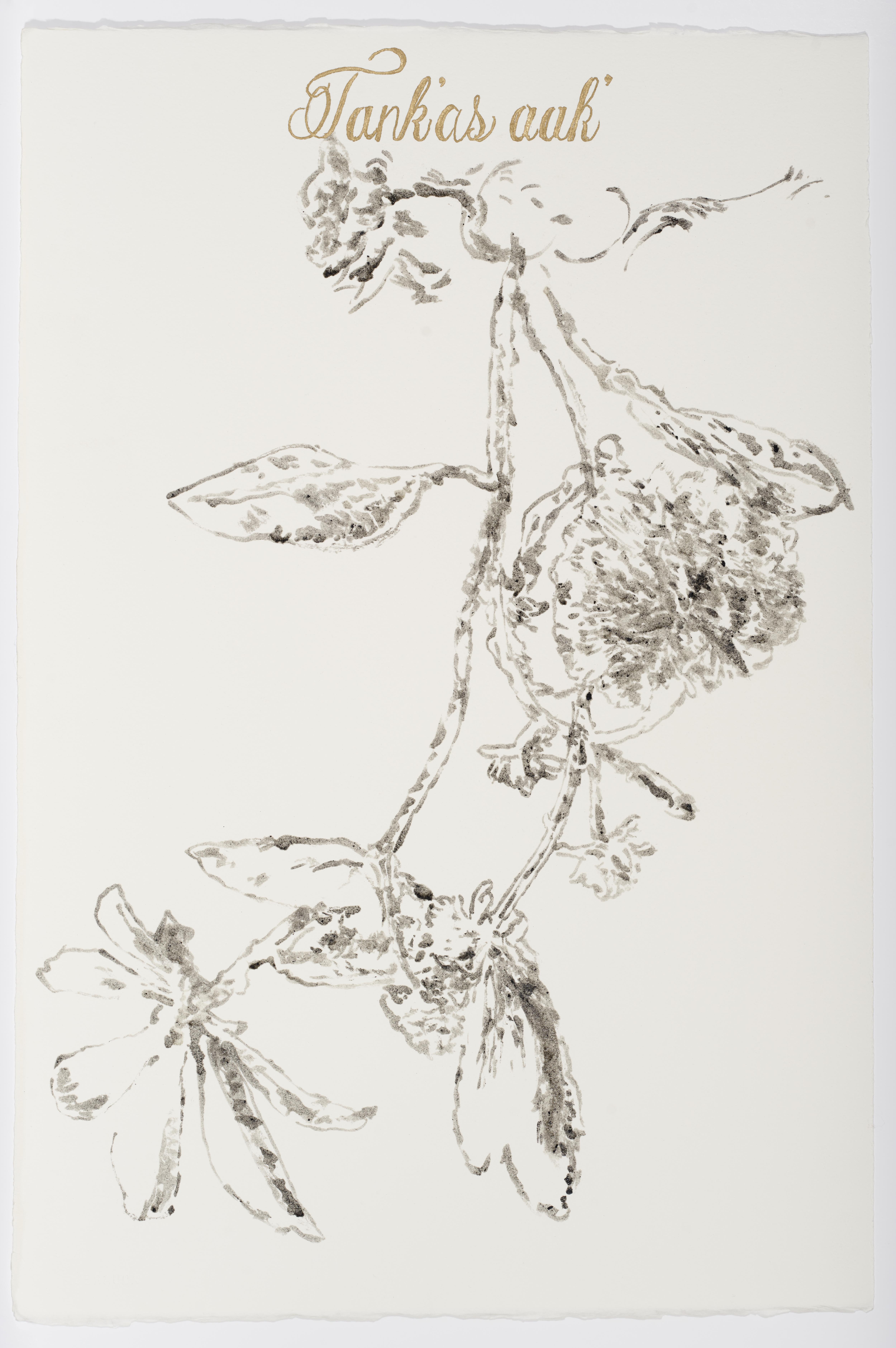 Sin título (Plantas selva yucateca en peligro de extinción)