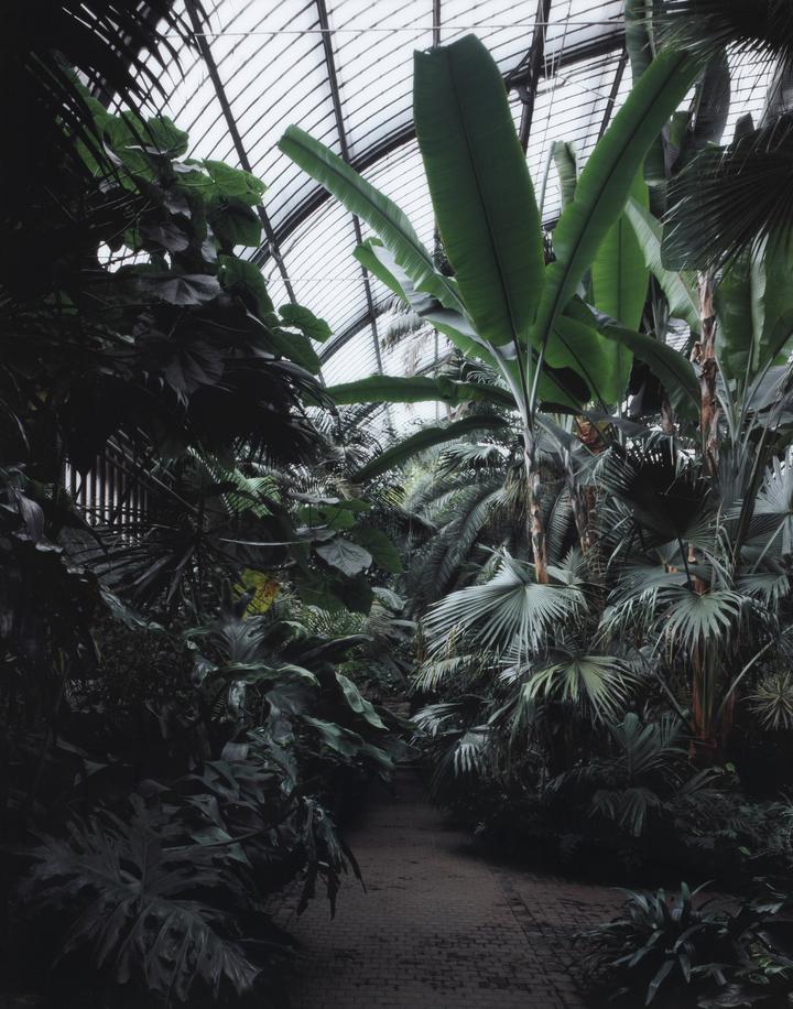 Palmengarten III