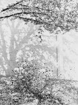 Zur Photosynthese [Photosynthesising]