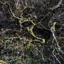 Beneath the Surface I