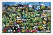 Brazilian Rain Forest