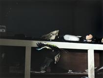 Tartaruga e papagaio estranho