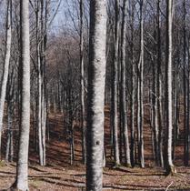 La voz humana [The Human Voice]