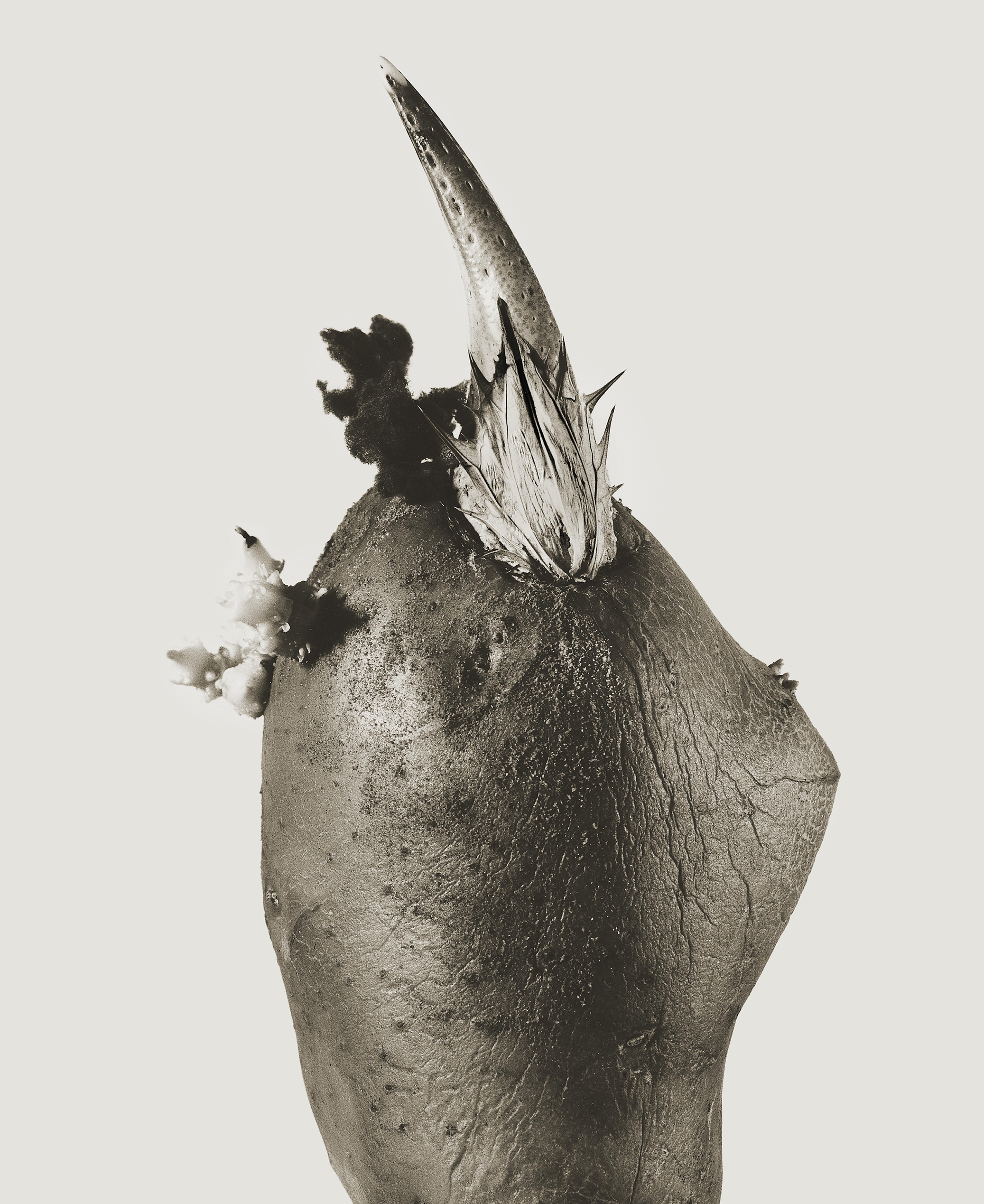 Philosifux hyemale. Serie Herbarium [Philosifux hyemale. Herbarium Series]