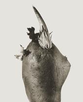 Philosifux hyemale. Serie Herbarium [Philosifux hyemale. Herbarium Series]