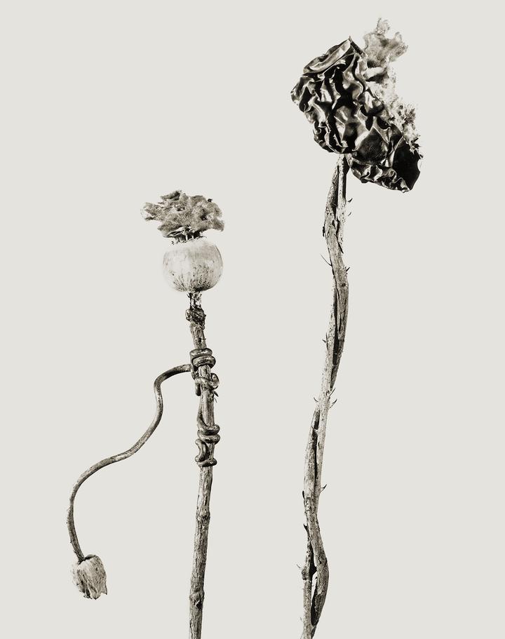 Benedictus popus - Nizozemska osrama. Serie Herbarium