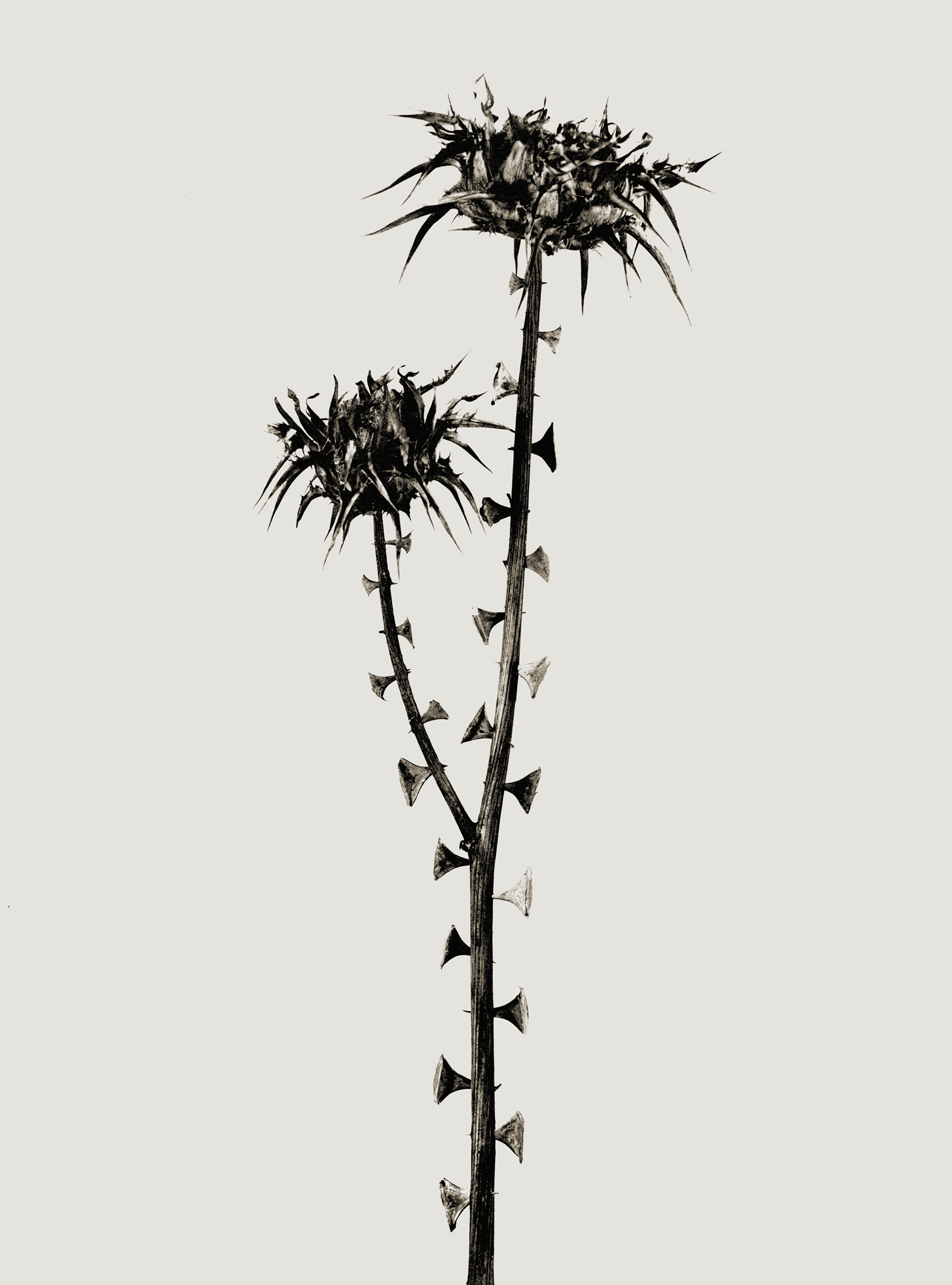 Braohypoda frustrata. Serie Herbarium [Braohypoda frustrata. Herbarium Series]
