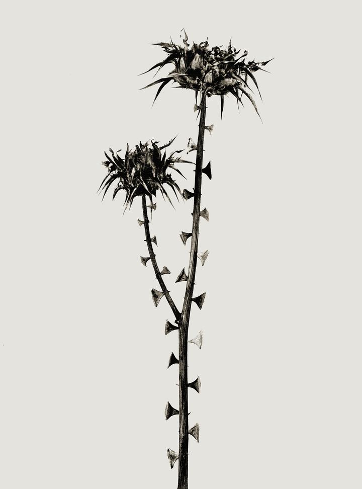 Braohypoda frustrata. Serie Herbarium