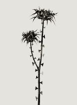 Braohypoda frustrata. Serie Herbarium [Braohypoda frustrata. Herbarium Series]