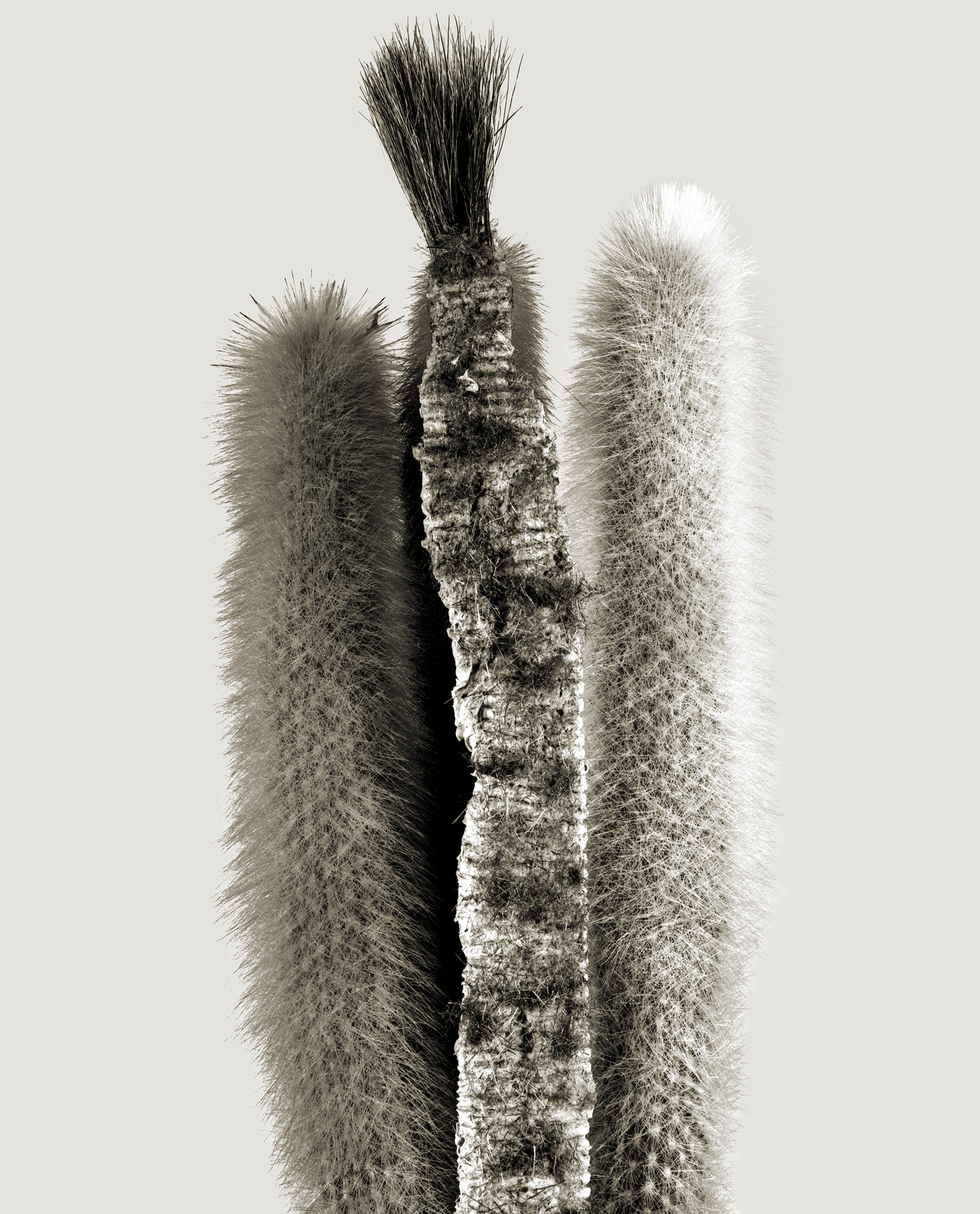 Physostegia afeitata. Serie Herbarium