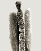 Physostegia afeitata. Serie Herbarium