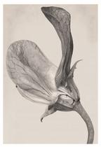 Art Forms Mechanism XX