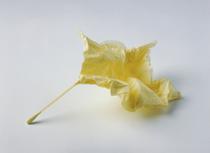 Un toque femenino (servilleta, silicona y palito de algodón)