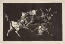 Disparate de toritos / Lluvia de toros [Folly of Little Bulls / Rain of Bulls]