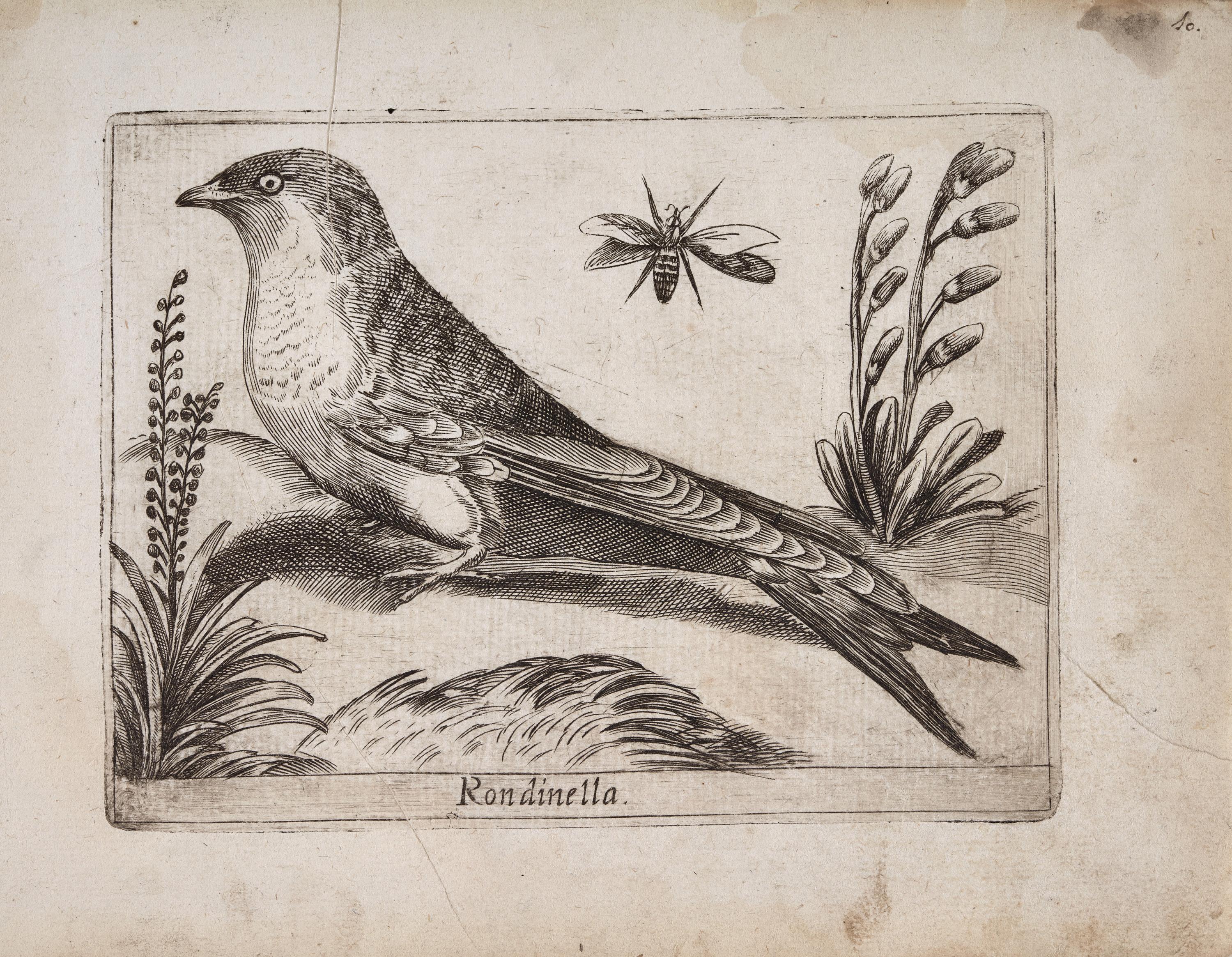 Golondrina común (Rondinella)