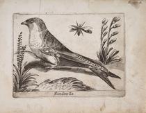 Golondrina común (Rondinella)