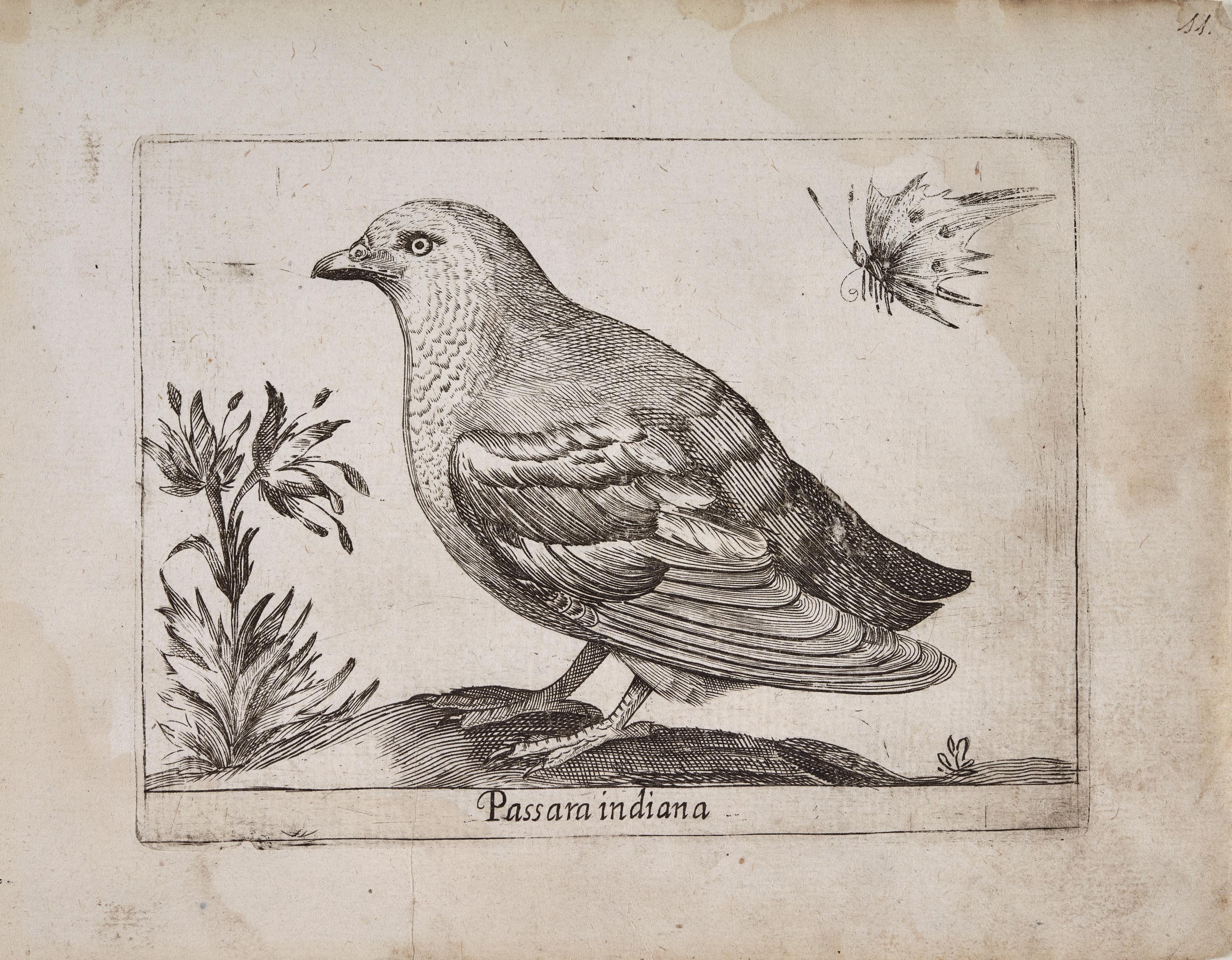 Gorrión de las Indias (Passara indiana)