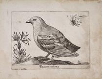 Gorrión de las Indias (Passara indiana)