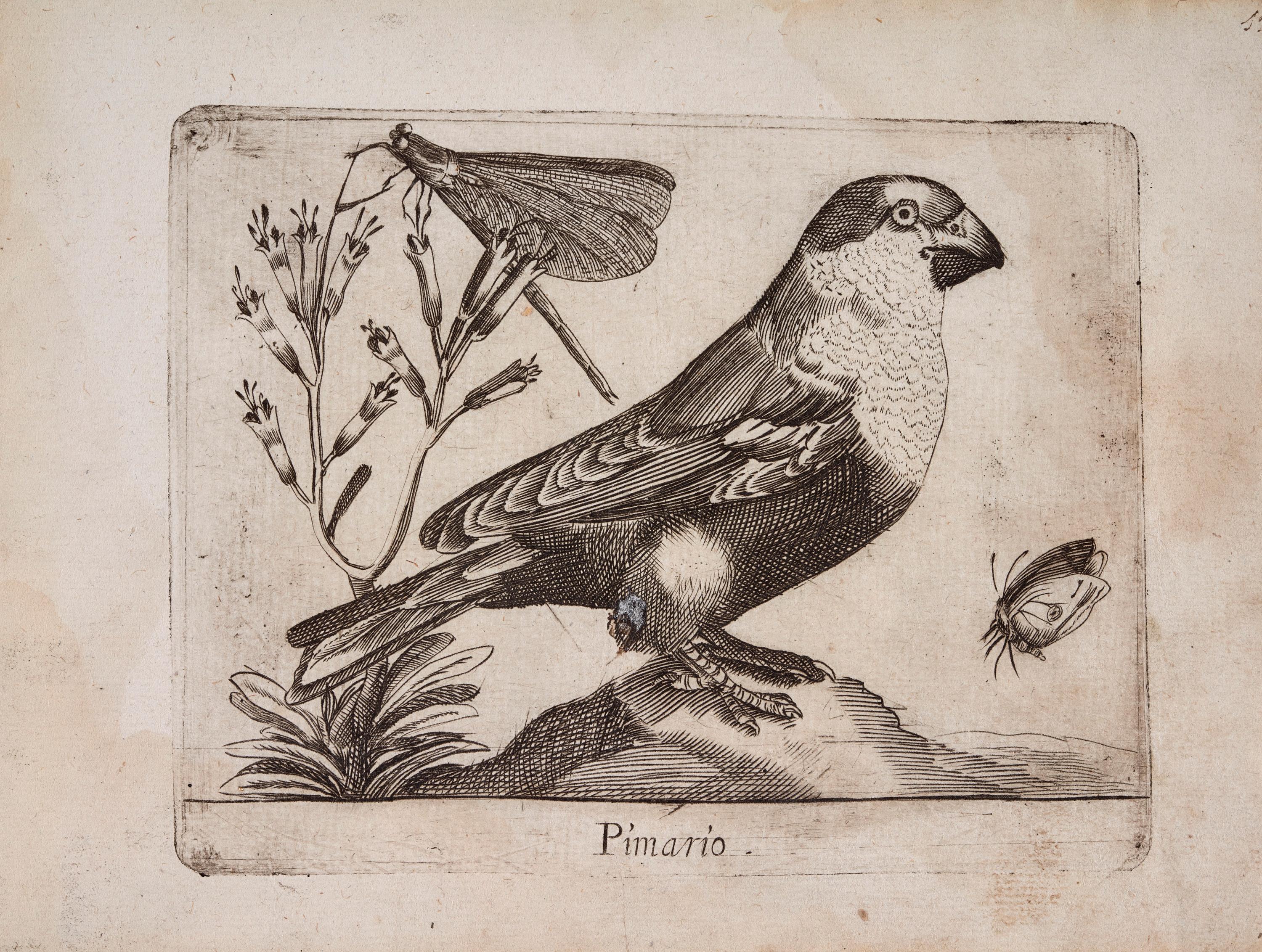 Pico gordo (Pimario)