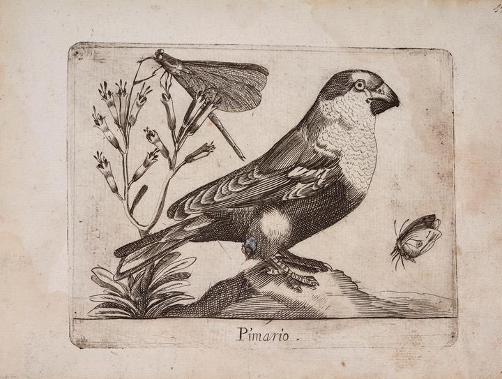 Pico gordo (Pimario)