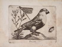 Pico gordo (Pimario)