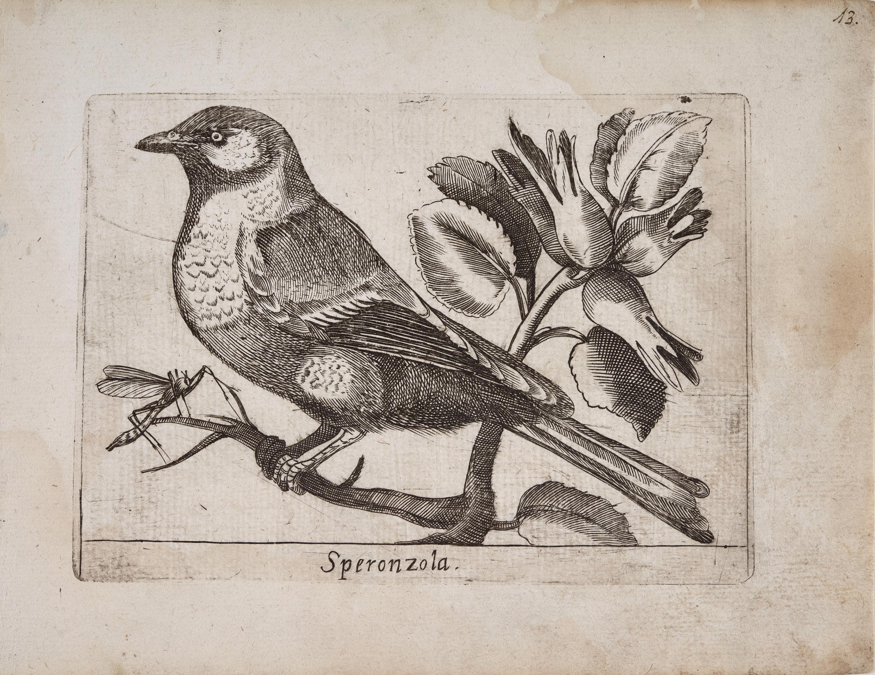 Herrerillo común (Speronzola)