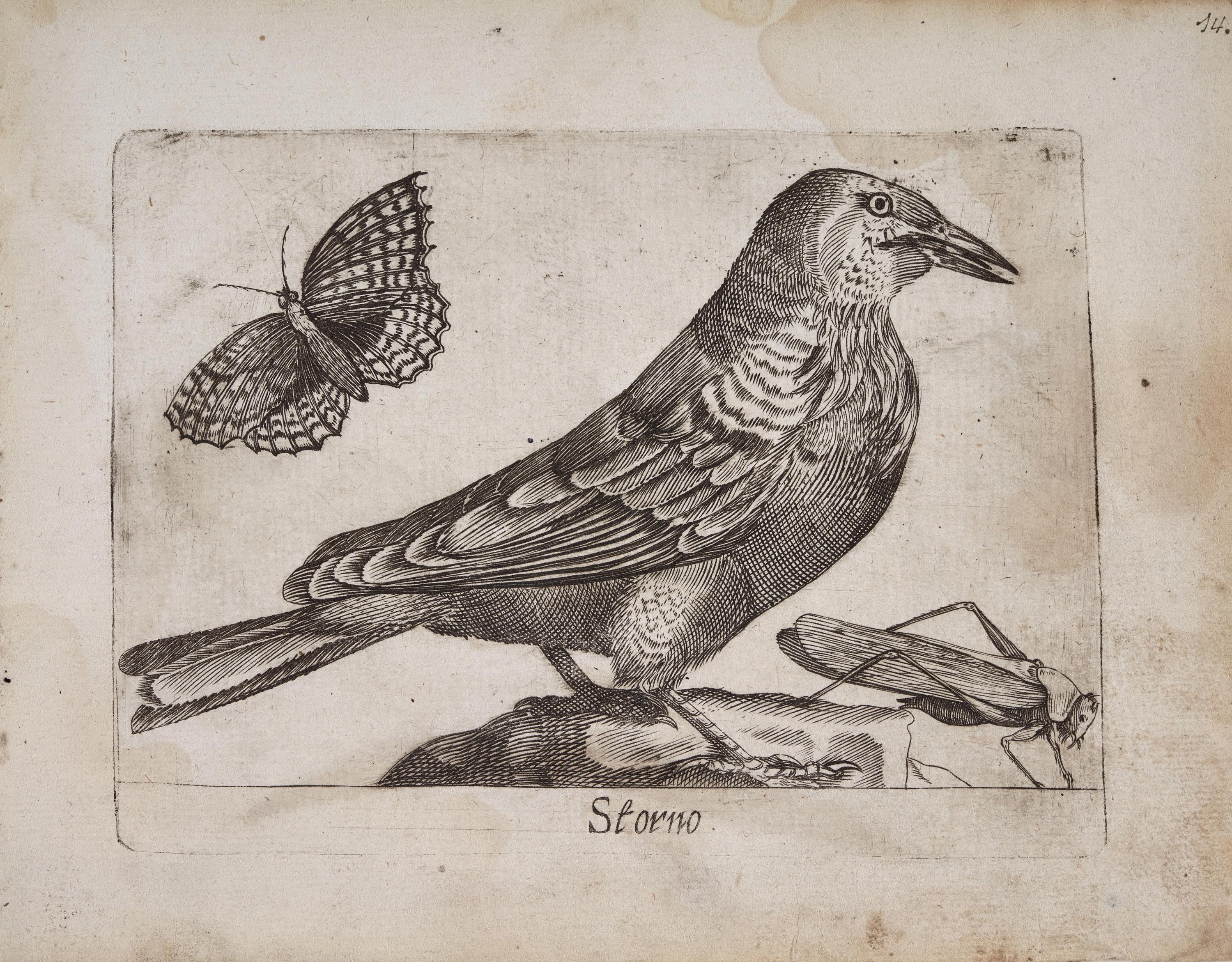 Estornino pinto (Storno)