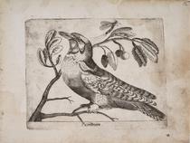 Pico menor (Picominore)