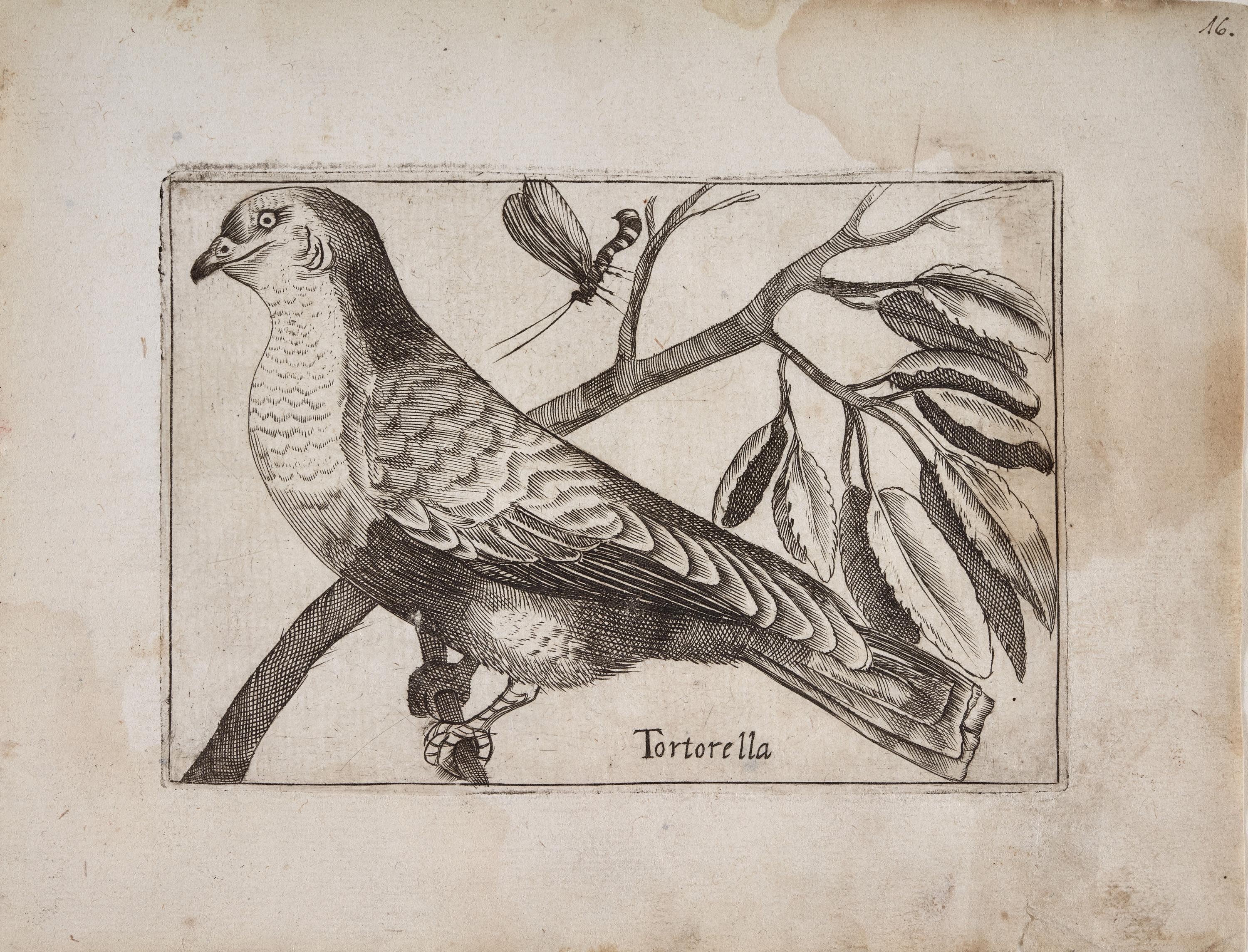 Tórtola (Tortorella)