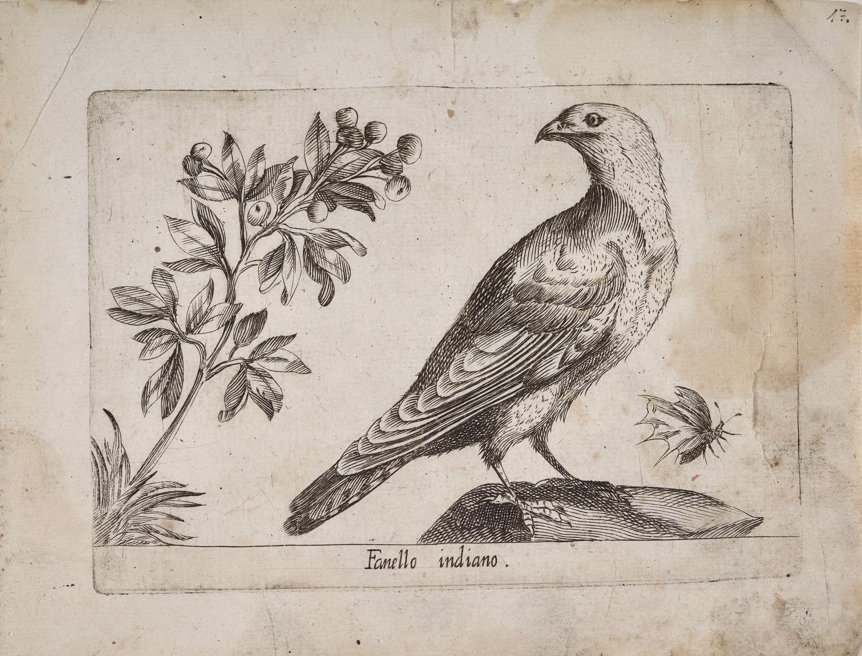 Pardillo de Indias (Fanello indiano)