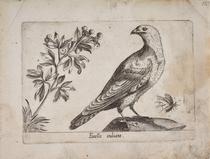 Pardillo de Indias (Fanello indiano)