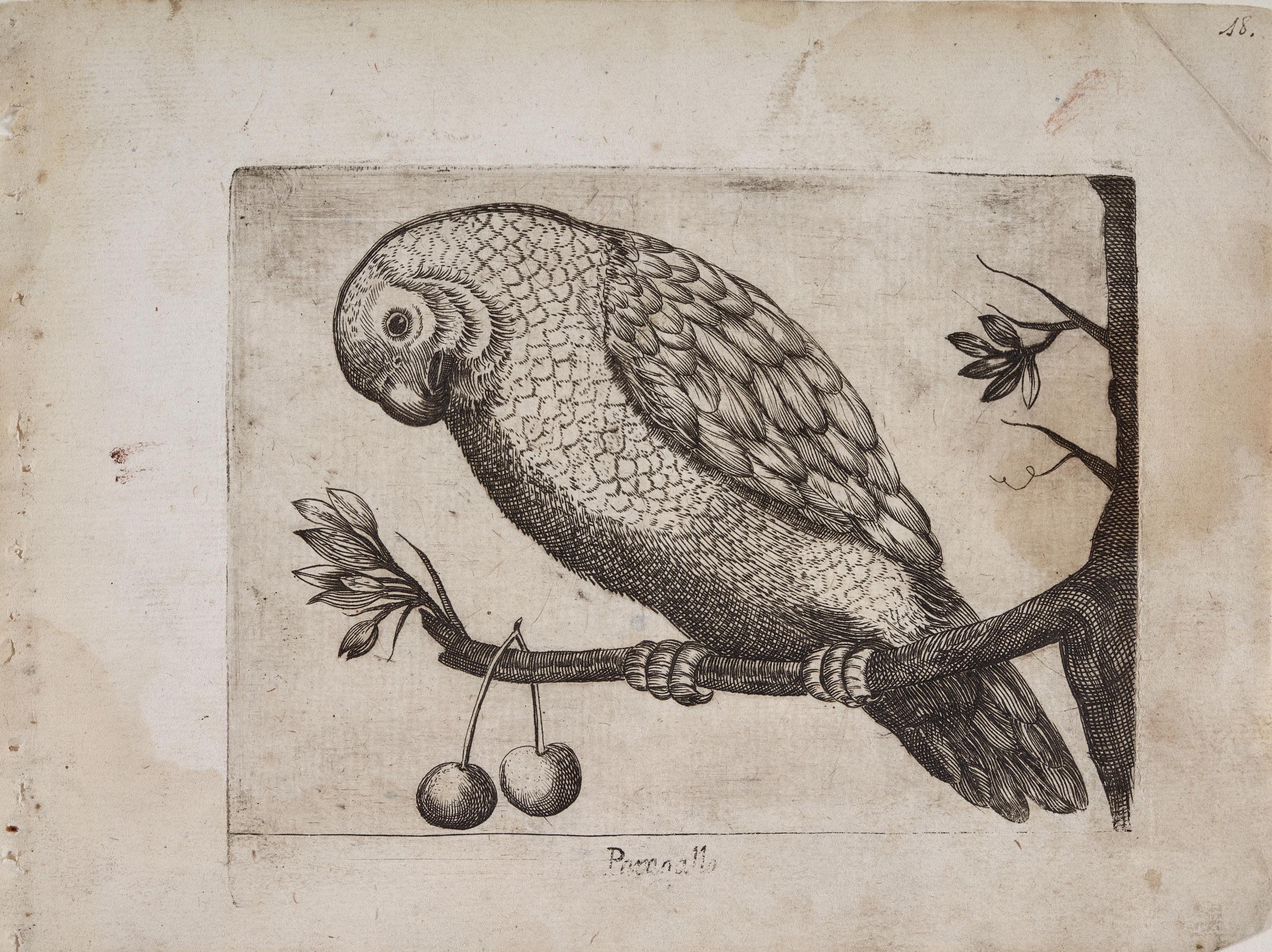 Papagallo (Parrepallo)