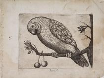 Papagallo (Parrepallo)