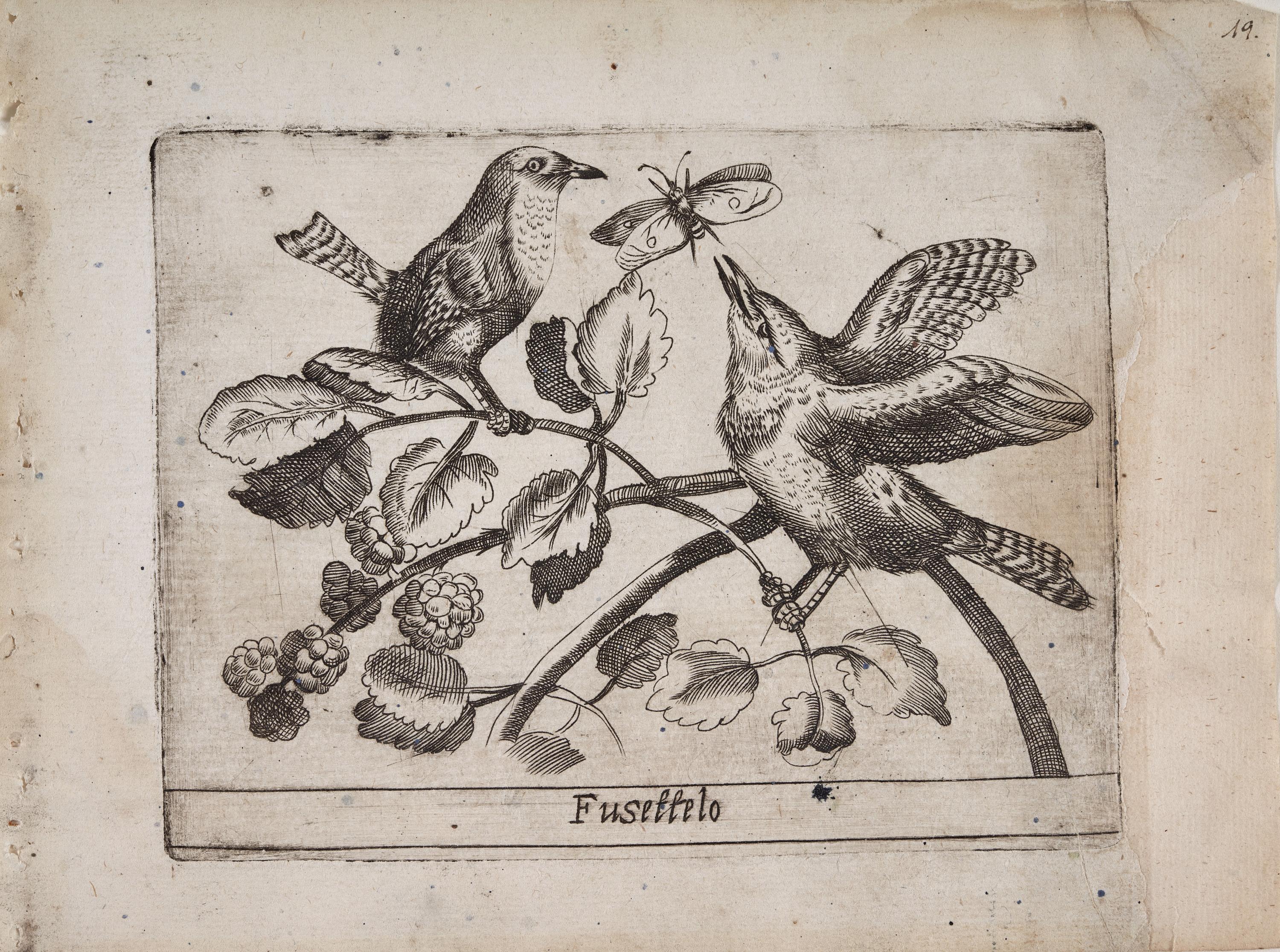 Chochín (Fusettelo)