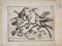 Chochín (Fusettelo)