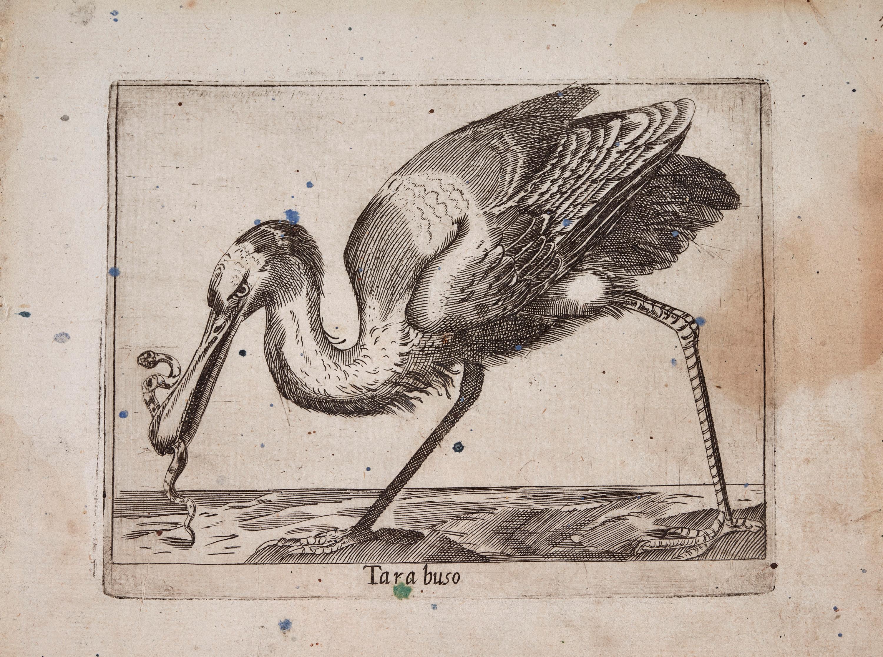 Espátula (Tarabuso)