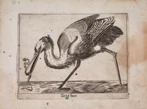 Espátula (Tarabuso)