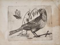 Escribano hortelano (Ortolano)