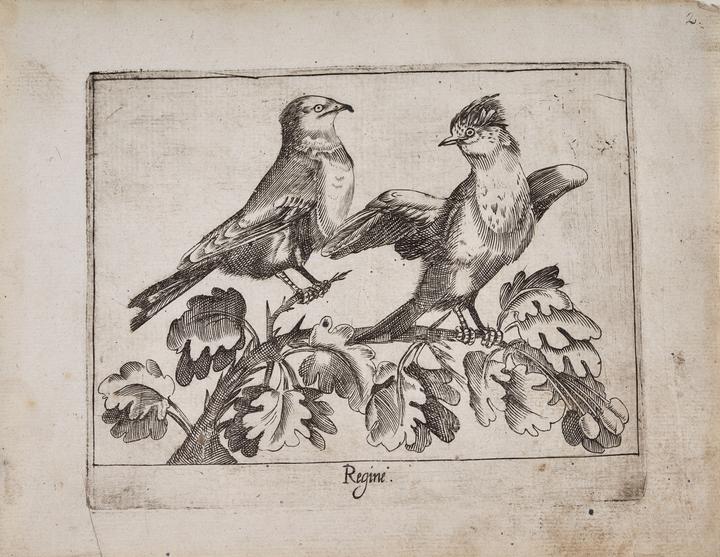Reyezuelo (Regine) [Goldcrest (Regine)]