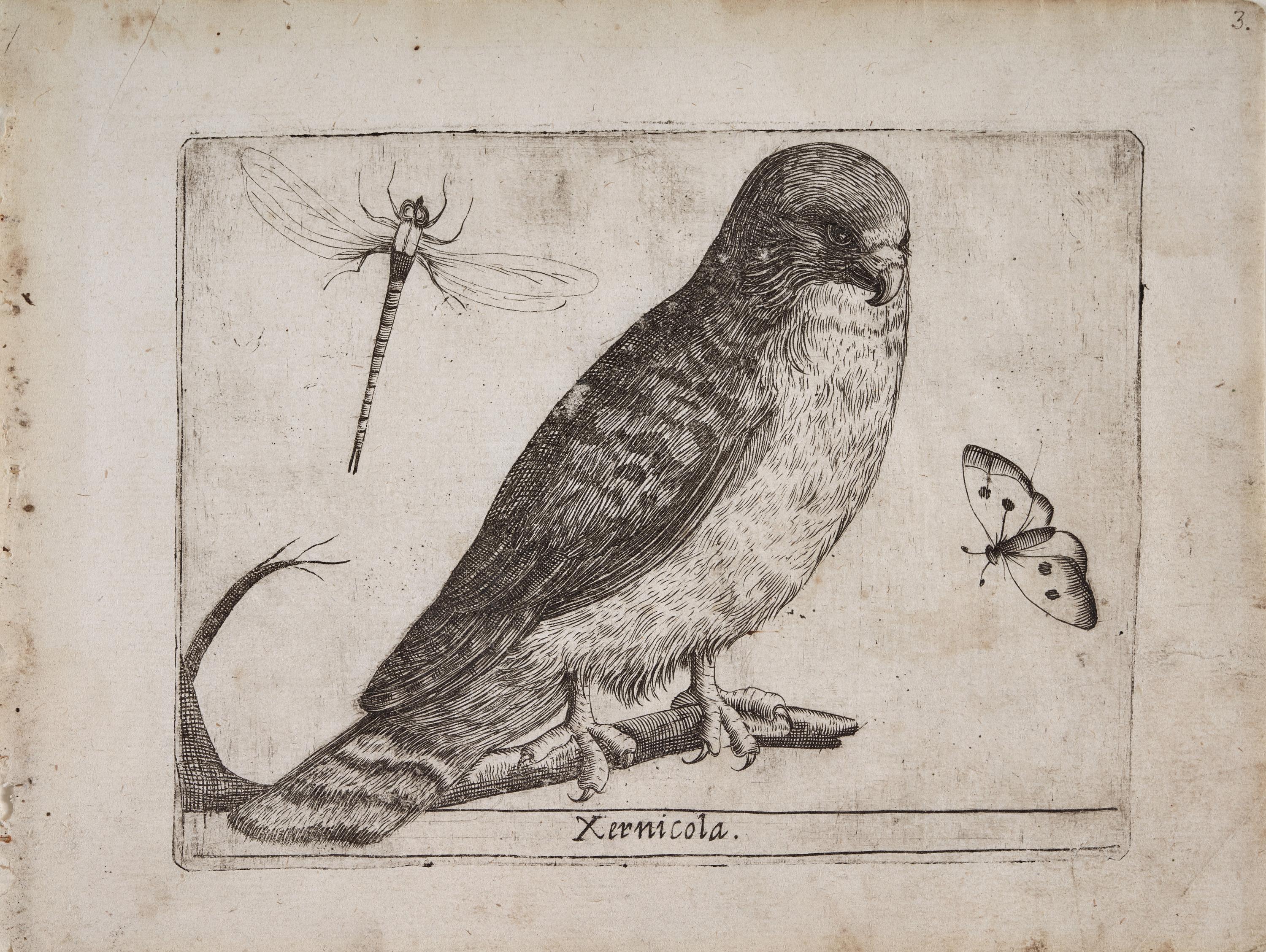 Cernícalo (Xernicola)