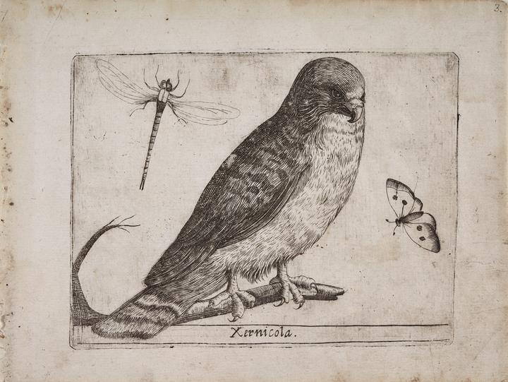Cernícalo (Xernicola)