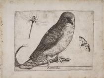 Cernícalo (Xernicola)