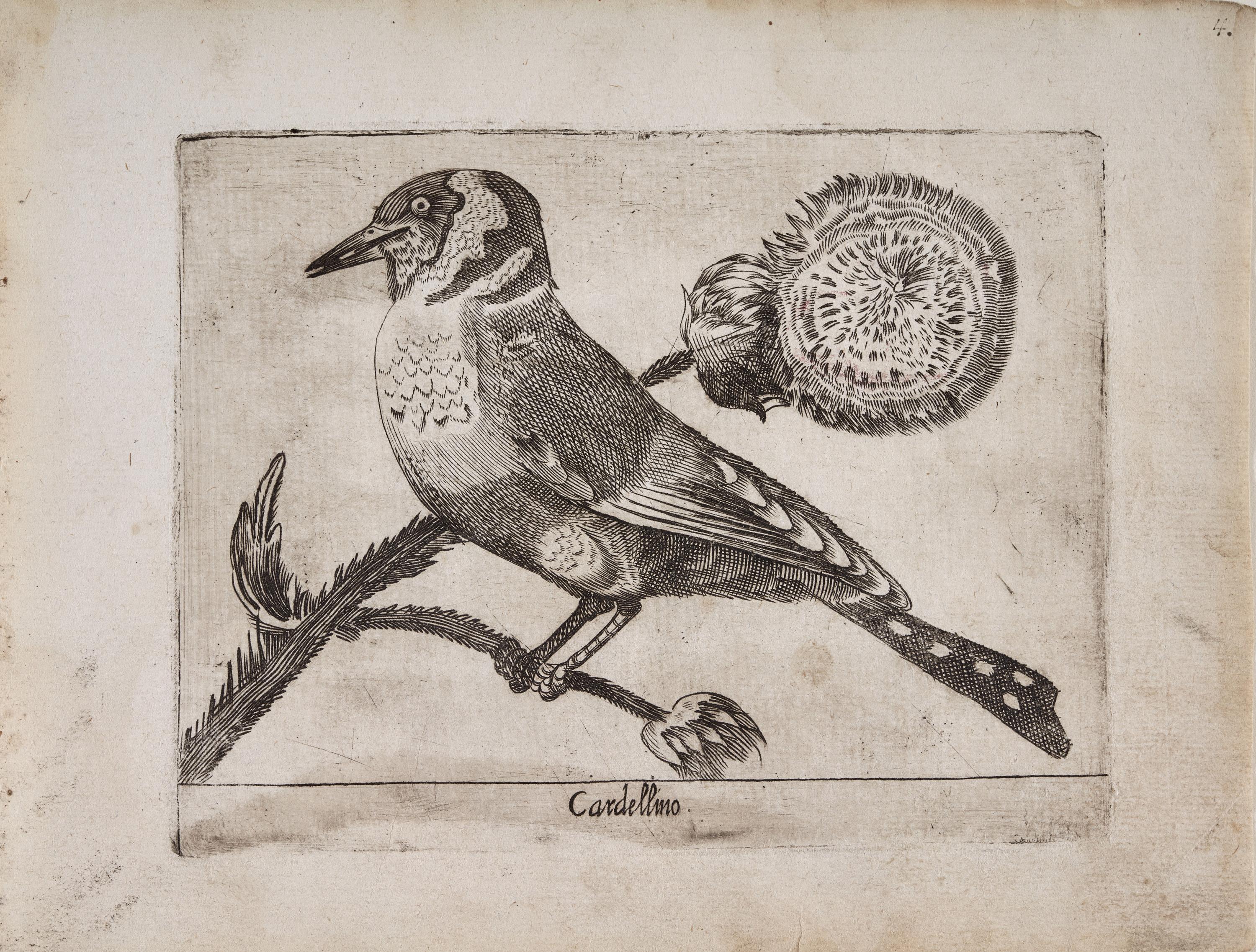 Jilguero (Cardellino)