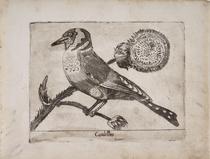 Jilguero (Cardellino)