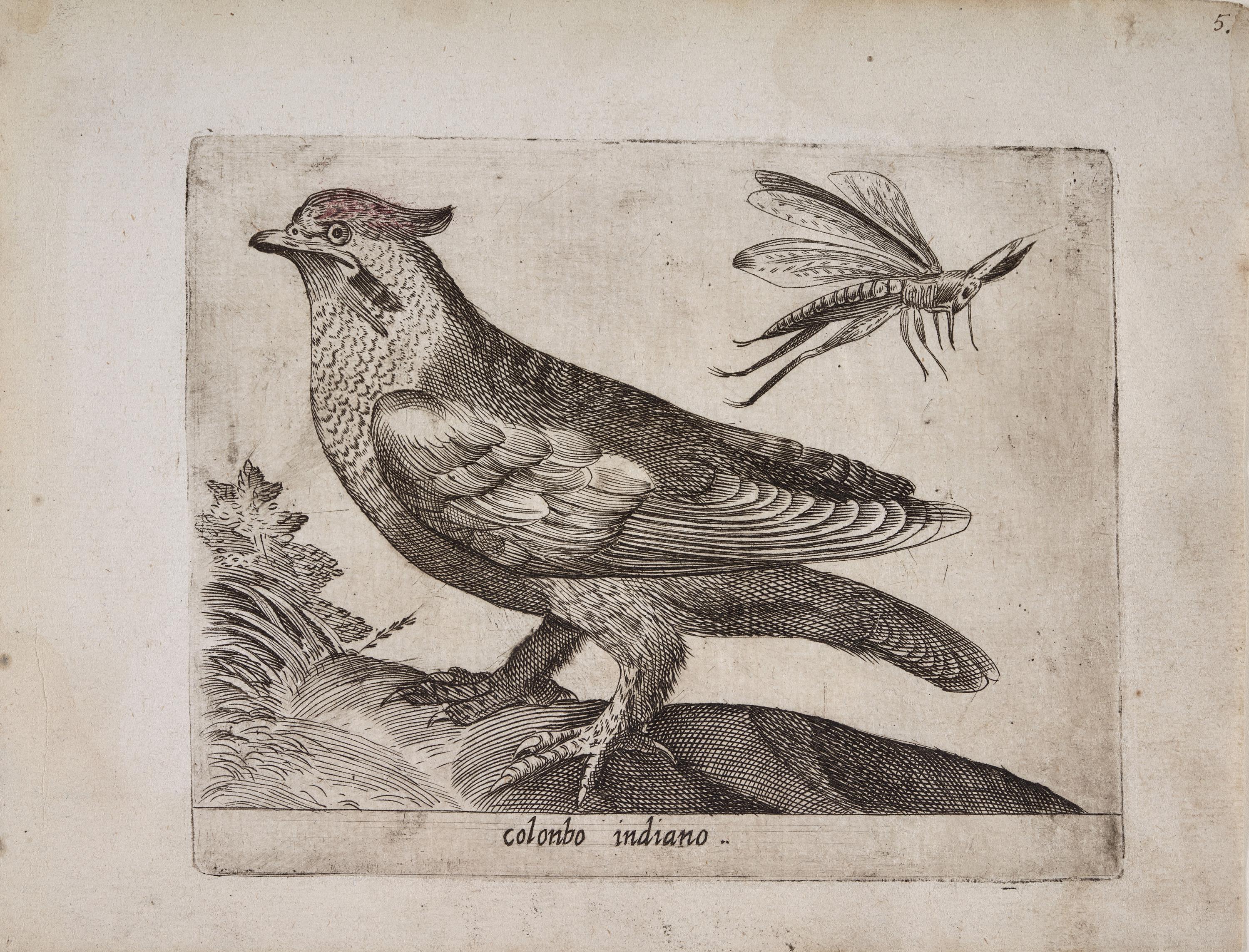 Paloma de Indias (Colonbo indiano)