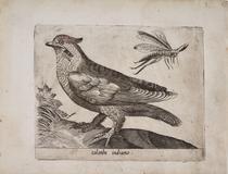 Paloma de Indias (Colonbo indiano)