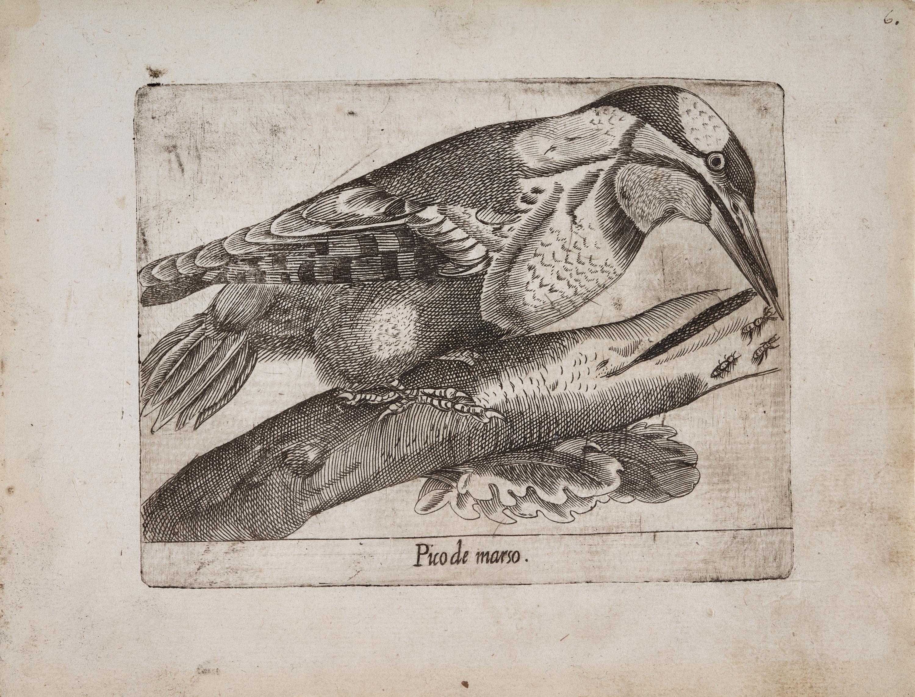 Pito real (Pico de marso)